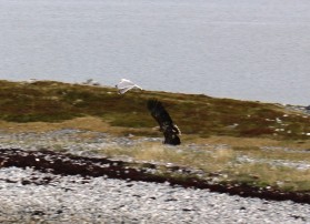 6886 Sea Eagle, Kistrand, Finnmark, Norway 1 June 2015