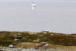 6887 Sea Eagle, Kistrand, Finnmark, Norway 1 June 2015