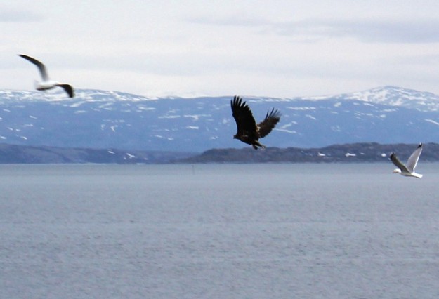 6888 Sea Eagle, Kistrand, Finnmark, Norway 1 June 2015